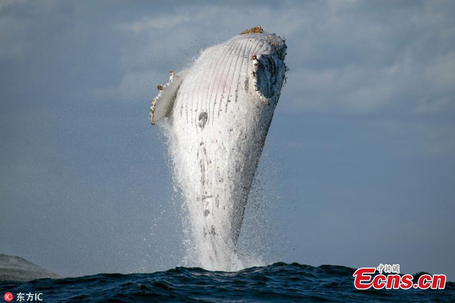 Whale watching enthusiast John Goodridge, 54, has captured the \