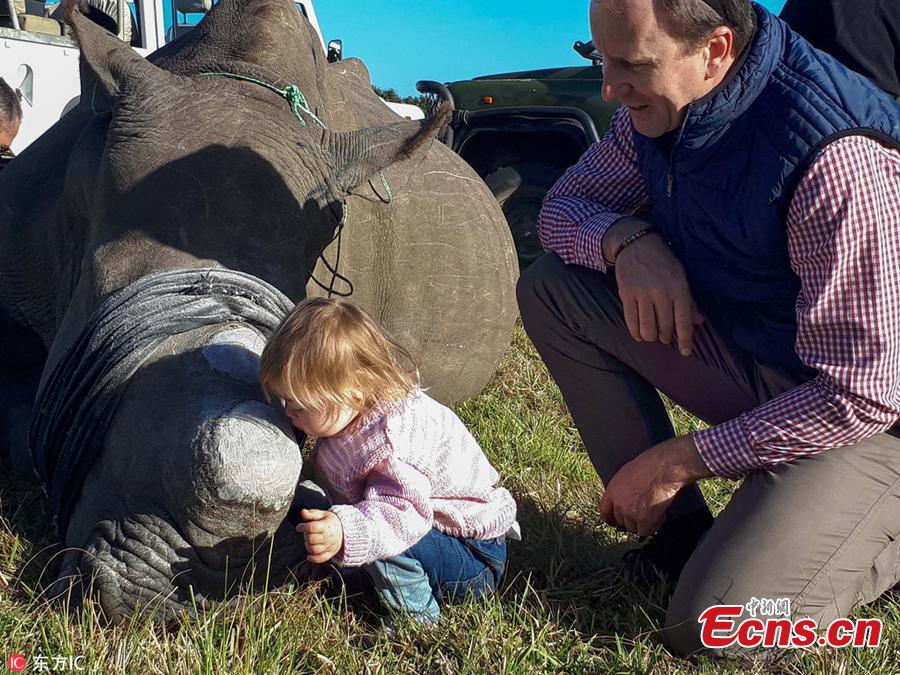 Photo taken by Ayesha Cantor shows three-year-old girl Ava kisses the rhino Chunk, which was dehorned by conservation workers as a deterrent to poaching in a nature reserve in Port Elizabeth, South Africa. (Photo/IC)