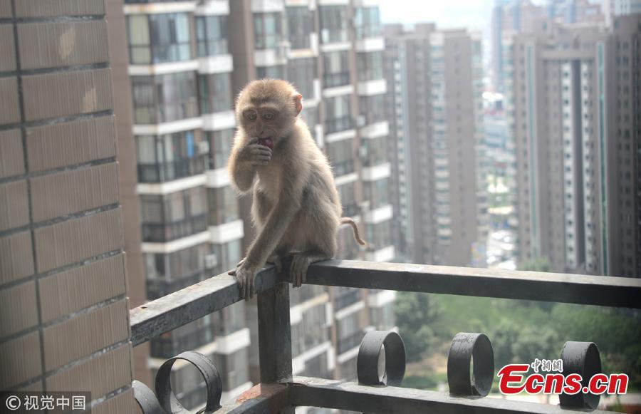 <?php echo strip_tags(addslashes(A macaque monkey wanders on a balcony of a high-rise building in Shenyang City, Northeast China’s Liaoning Province. The monkey had been on the balconies of the 20-plus floor building for three days before the property management company and a wildlife center helped capture the animal. The monkey will be sent to a rescue center after a physical check.  (Photo/VCG))) ?>