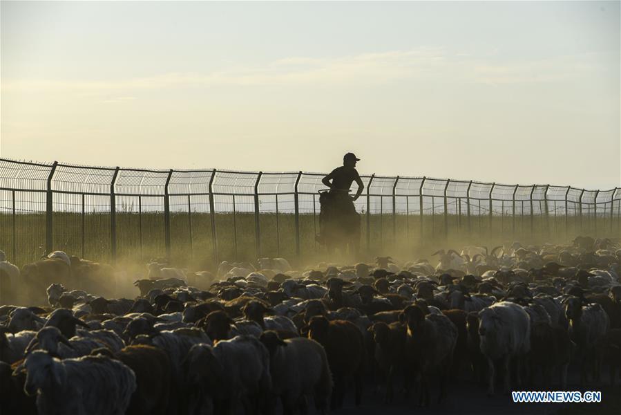 A herdsman transfers sheep to the summer pasture on the Barlik Mountain in Yumin County, northwest China\'s Xinjiang Uygur Autonomous Region, June 22, 2018. Local herdsmen have transferred their livestock to summer pastures on the Barlik Mountain since late June and will stay here until September. Local authorities has devoted efforts in recent years to protect the ecological environment on the pasture and upgrade driveways to improve the infrastructure construction in the pasturing area. (Xinhua/Hu Huhu)