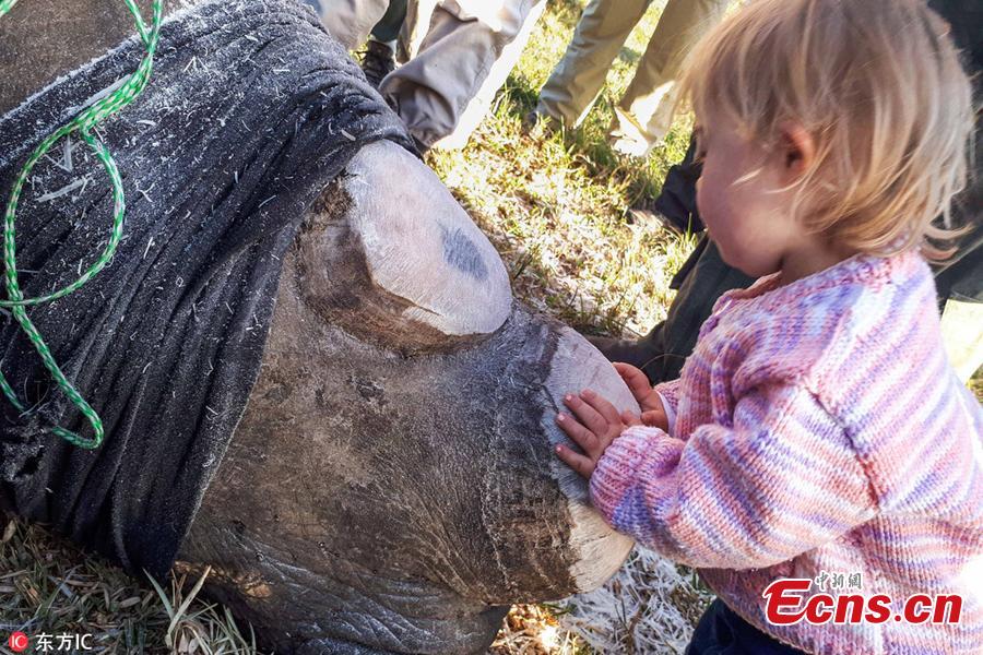 Photo taken by Ayesha Cantor shows three-year-old girl Ava kisses the rhino Chunk, which was dehorned by conservation workers as a deterrent to poaching in a nature reserve in Port Elizabeth, South Africa. (Photo/IC)