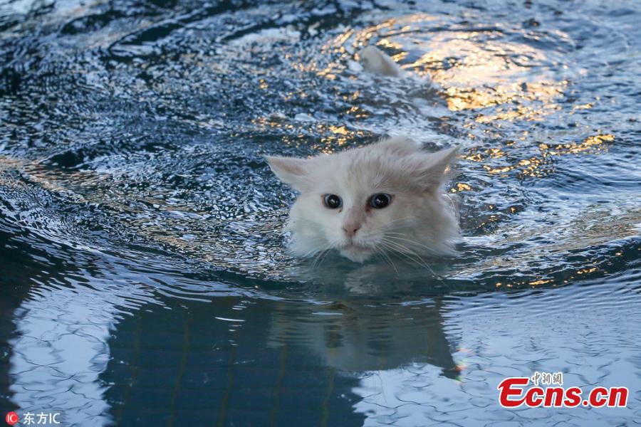 The Van Cat House, run by Yuzuncu Yil University, has built specially designed swimming pools for Van cats, a Turkish breed known for their love of water and swimming, in Van, eastern Turkey. It is currently home to 160 Turkish Van cats. (Photo/IC)