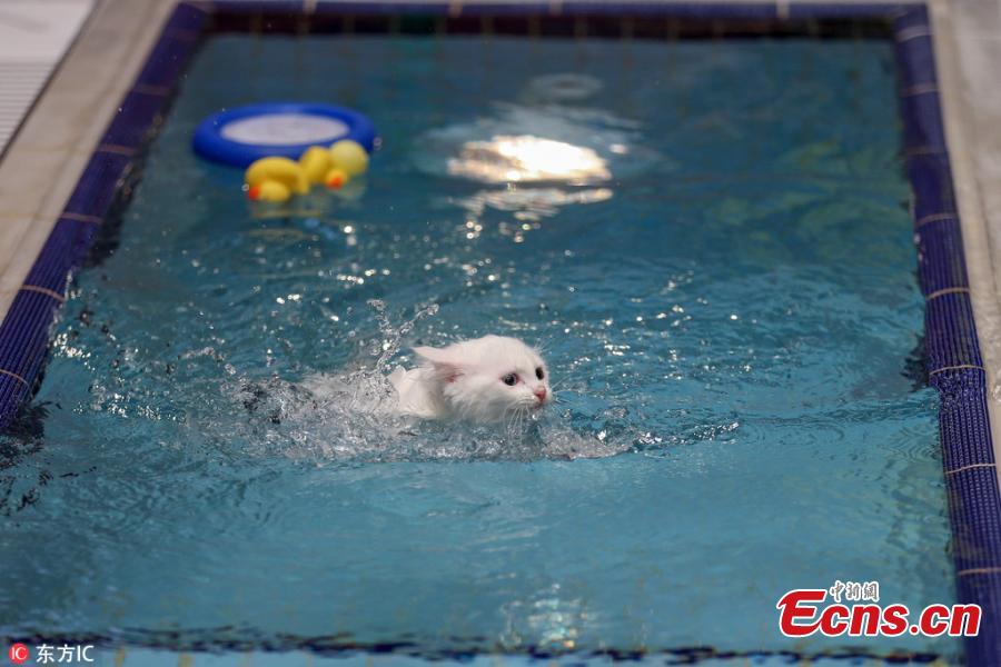 The Van Cat House, run by Yuzuncu Yil University, has built specially designed swimming pools for Van cats, a Turkish breed known for their love of water and swimming, in Van, eastern Turkey. It is currently home to 160 Turkish Van cats. (Photo/IC)