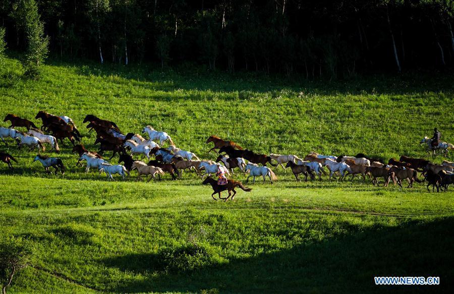 Herdsmen drive horses on a grassland in Hexigten Qi of Chifeng City, north China\'s Inner Mongolia Autonomous Region, June 30, 2018. (Xinhua/Peng Yuan)