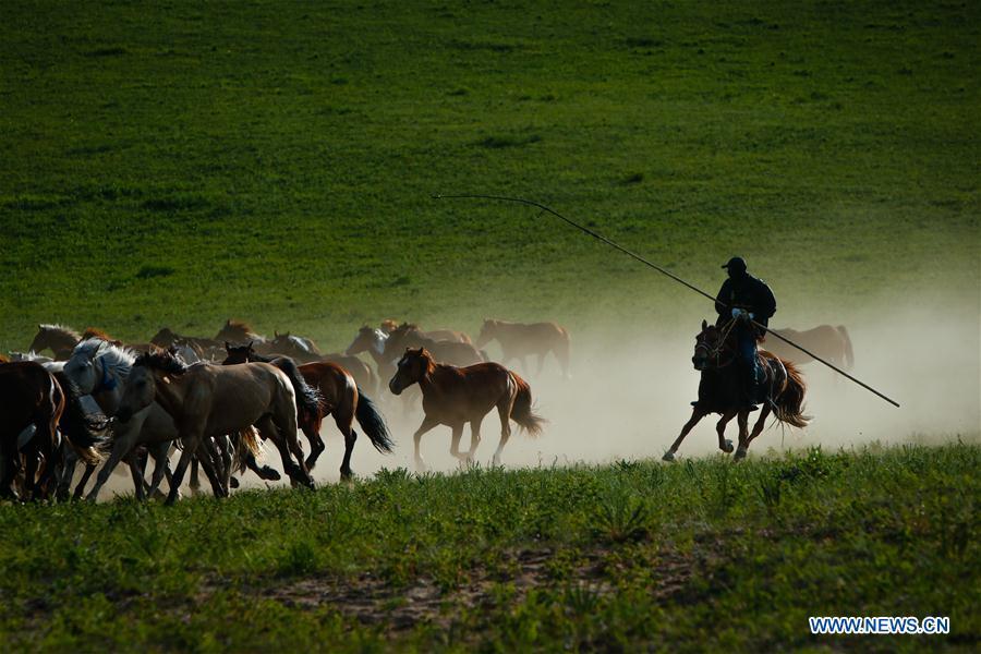 A herdsman drives horses on a grassland in Hexigten Qi of Chifeng City, north China\'s Inner Mongolia Autonomous Region, June 29, 2018. (Xinhua/Yu Dongsheng)