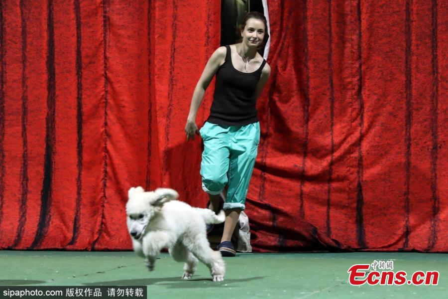 Tamer Natalya Durova at work in Moscow\'s Durov Animal Theatre (Grandpa Durov\'s Corner) founded by circus artist and tamer Vladimir Durov in 1912. (Photo/Sipaphoto)