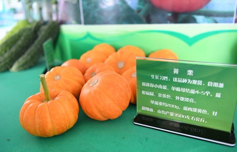 Mini-pumpkins are on display at the exhibit. (Photo by Lang Kai)