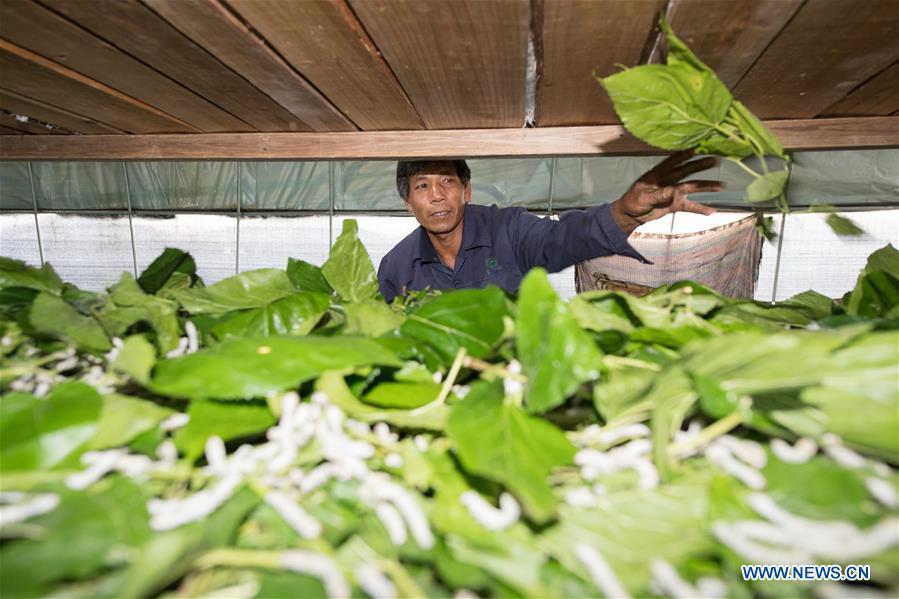 <?php echo strip_tags(addslashes(Workers feed silkworms with mulberry leaves at a silkworm breeding base of Cathaya Group in Wangcun Village of Chun'an County, east China's Zhejiang Province, May 9, 2018. Chun'an County cooperated with Cathaya Group in building silkworm breeding bases to produce high quality cocoon and silk products. To date, about 4,000 hectares mulberry bushes have been cultivated and some 300 tonnes raw silk are produced per year. (Xinhua/Weng Xinyang))) ?>