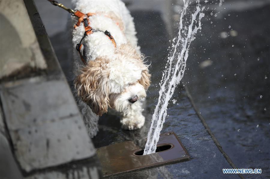 A pet dog cools itself at a fountain at Washington Square Park in New York City, the United States, on July 2, 2018. The highest temperature reached 35 degrees Celsius in New York City on Monday as a result of a prolonged heat wave. (Xinhua/Wang Ying)