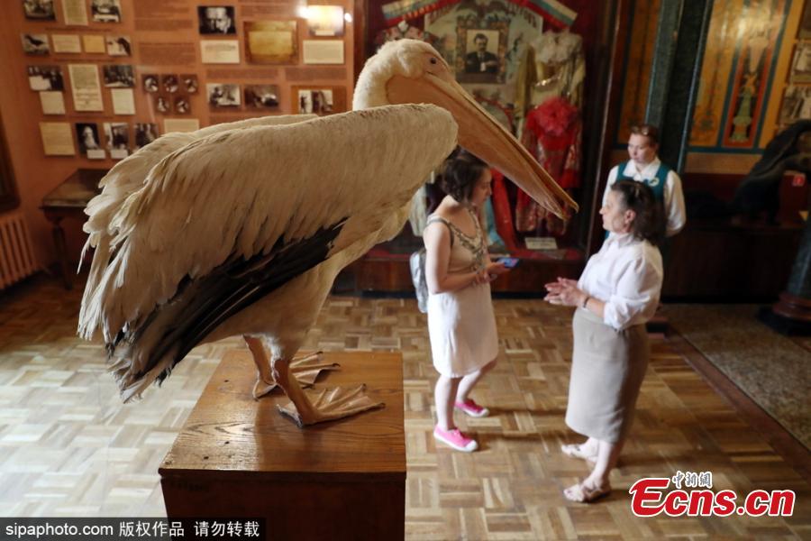 A taxidermied pelican on display at the museum of Moscow’s Durov Animal Theatre (Grandpa Durov\'s Corner) founded by circus artist and tamer Vladimir Durov in 1912. (Photo/Sipaphoto)