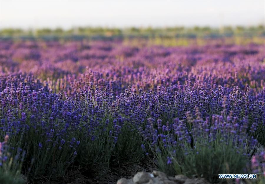 Lavenders bloom in the Ili River valley in Qapqal Xibe Autonomous County, Kazak Autonomous Prefecture of Ili, northwest China\'s Xinjiang Uygur Autonomous Region, June 27, 2018. (Xinhua/Zhao Ge)