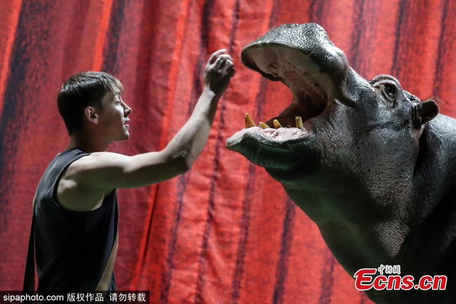 Taming a hippopotamus at Moscow’s Durov Animal Theatre (Grandpa Durov\'s Corner) founded by circus artist and tamer Vladimir Durov in 1912. The theatre building was designed by the architect August Weber. (Photo/Sipaphoto)