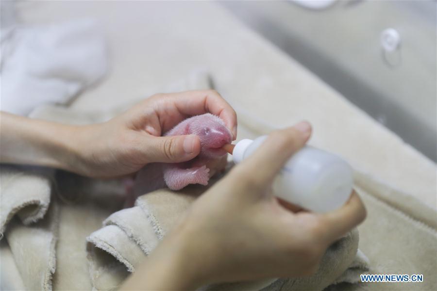 <?php echo strip_tags(addslashes(A staff member feeds a giant panda cub at Chengdu Research Base of Giant Panda Breeding in southwest China's Sichuan Province, July 2, 2018. Panda Qing He gave birth to male-female panda twins Monday morning. The female cub weighed 117.2 grams and was born at 7:53 a.m., with the male cub following 23 minutes later, weighing 140.8 grams. (Xinhua))) ?>