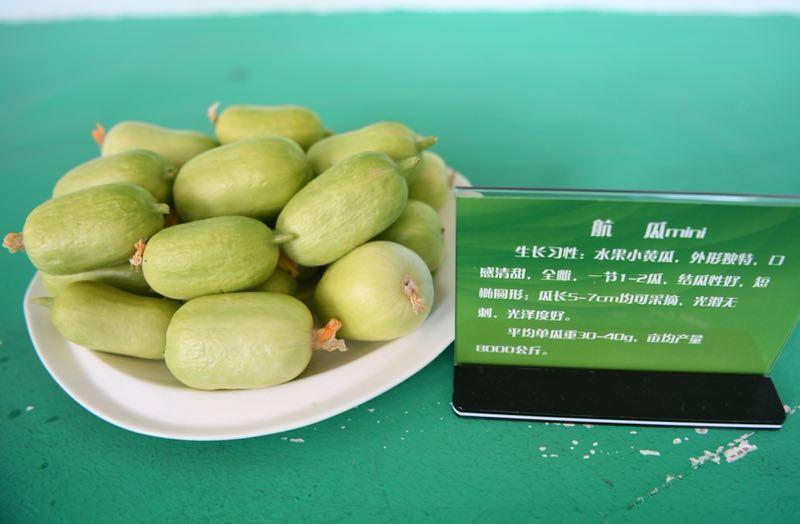 Fruit cucumbers are on display at the exhibit.  (Photo by Lang Kai)
