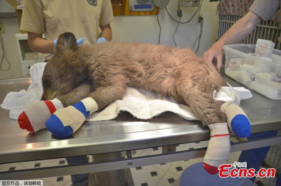 A female bear cub lies on a table with bandages on her burned paws in Del Norte, Colo., June 27, 2018. The cub, rescued on June 22, 2018 from a wildfire north of Durango, Colo., is being treated at a Colorado Parks and Wildlife facility in Del Norte and is expected to recover and to be returned to the wild. (Photo/Agencies)