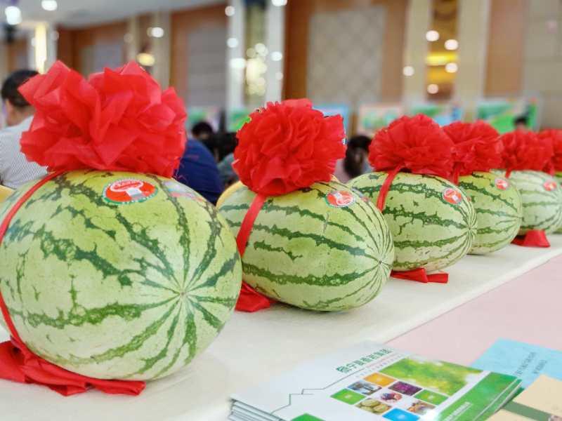 Watermelons are on display at the exhibit. (Photo by Lang Kai)