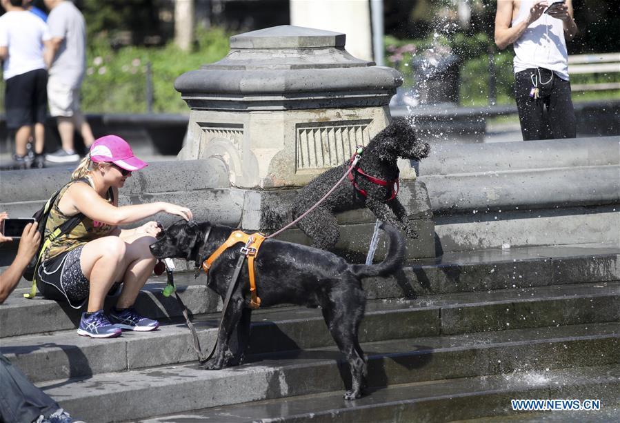 Pet dogs cool themselves at a fountain at Washington Square Park in New York City, the United States, on July 2, 2018. The highest temperature reached 35 degrees Celsius in New York City on Monday as a result of a prolonged heat wave. (Xinhua/Wang Ying)