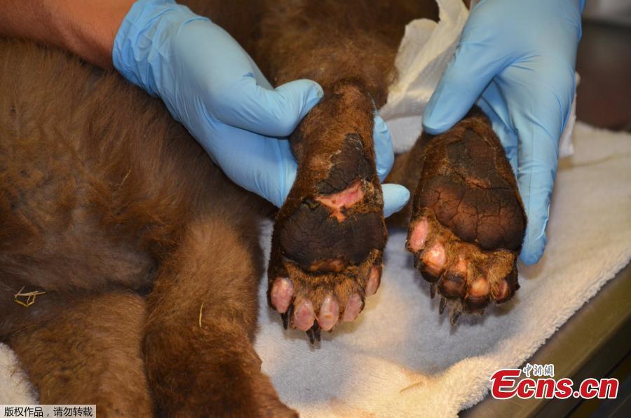 In this photo provided by Colorado Parks and Wildlife, a Parks and Wildlife official holds the burned paws of a female bear cub in Del Norte, Colo., June 27, 2018. The cub, rescued on June 22, 2018 from a wildfire north of Durango, Colo., is being treated at a Colorado Parks and Wildlife facility in Del Norte and is expected to recover and be returned to the wild. (Photo/Agencies)