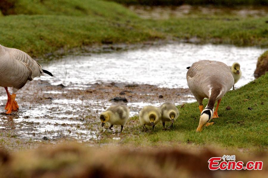 Bar-headed geese are seen at Bande Lake on the Tuotuo River, the headwaters of the Yangtze River in northwest China’s Qinghai Province. The lake is home to a large number of bar-headed geese, one of the world\'s highest-flying birds. (Photo: China News Service/Tudandanba)