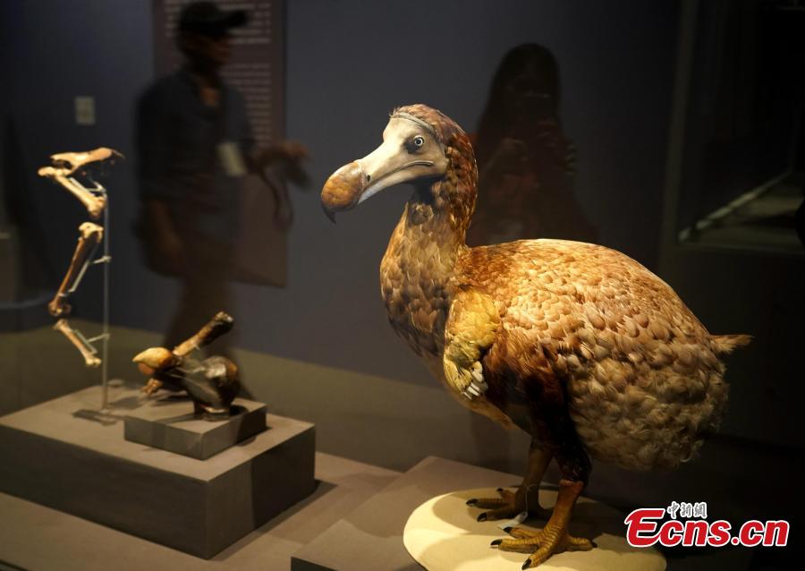 A model of a dodo bird on display during the Treasures of the Natural World exhibition in Taipei, July 3, 2018. London’s Natural History Museum presented 227 peculiar exhibits for the exhibition, each showcasing a different aspect of natural history. (Photo: China News Service/Zhang Yu)