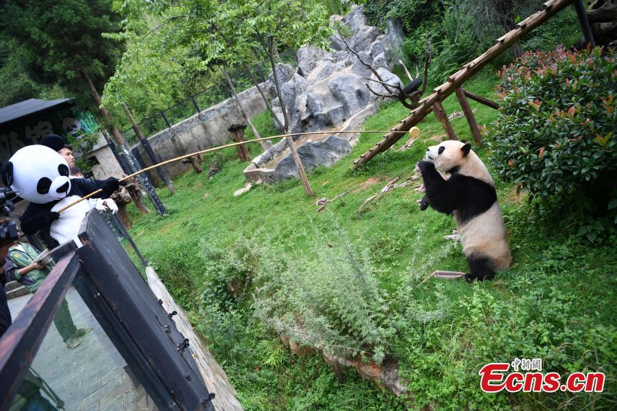 A keeper dressed in a panda uniform delivers a snack to a giant panda with the help of a bamboo stick at the Yunnan Wildlife Park in Kunming City, Southwest China’s Yunnan Province, July 3, 2018. The park has opened a panda kitchen where visitors can see how keepers prepare food for the animals and also participate in the preparation process in the future. (Photo: China News Service/Liu Ranyang)