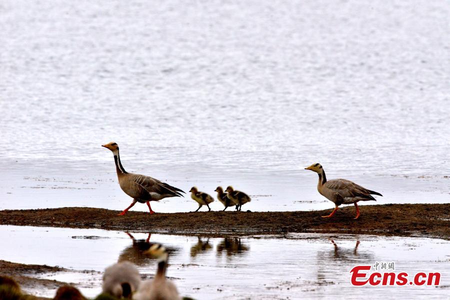 Bar-headed geese are seen at Bande Lake on the Tuotuo River, the headwaters of the Yangtze River in northwest China’s Qinghai Province. The lake is home to a large number of bar-headed geese, one of the world\'s highest-flying birds. (Photo: China News Service/Tudandanba)