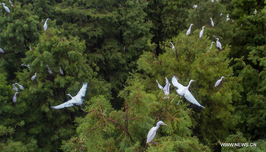 Aerial photo taken on July 5, 2018 shows egrets resting at the Dahantang Reservoir in Lujiang County, east China\'s Anhui Province. The 20-hectare reservoir is a habitat for thousands of egrets. (Xinhua/Guo Chen)