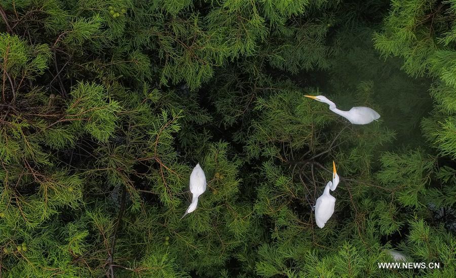 Aerial photo taken on July 5, 2018 shows egrets resting at the Dahantang Reservoir in Lujiang County, east China\'s Anhui Province. The 20-hectare reservoir is a habitat for thousands of egrets. (Xinhua/Guo Chen)