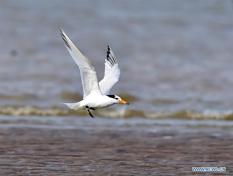 <?php echo strip_tags(addslashes(A Chinese crested tern forages on the wetland of the Minjiang River in southeast China's Fujian Province, July 4, 2018. The Chinese crested tern is a critically endangered species. (Xinhua/Mei Yongcun))) ?>