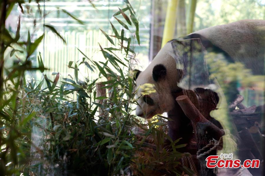 Giant panda Jiaoqing plays at Berlin Zoo in Berlin, Germany. Mengmeng and Jiaoqing, the two giant pandas from China, arrived in Berlin on June 24, 2017. They became superstar during their first-year\'s stay here in Berlin Zoo. The panda pair will stay in Berlin Zoo for 15 years. (Photo: China News Service/Peng Dawei)