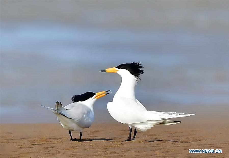 Two Chinese crested terns play on the wetland of the Minjiang River in southeast China\'s Fujian Province, June 3, 2018. The Chinese crested tern is a critically endangered species. (Xinhua/Mei Yongcun)