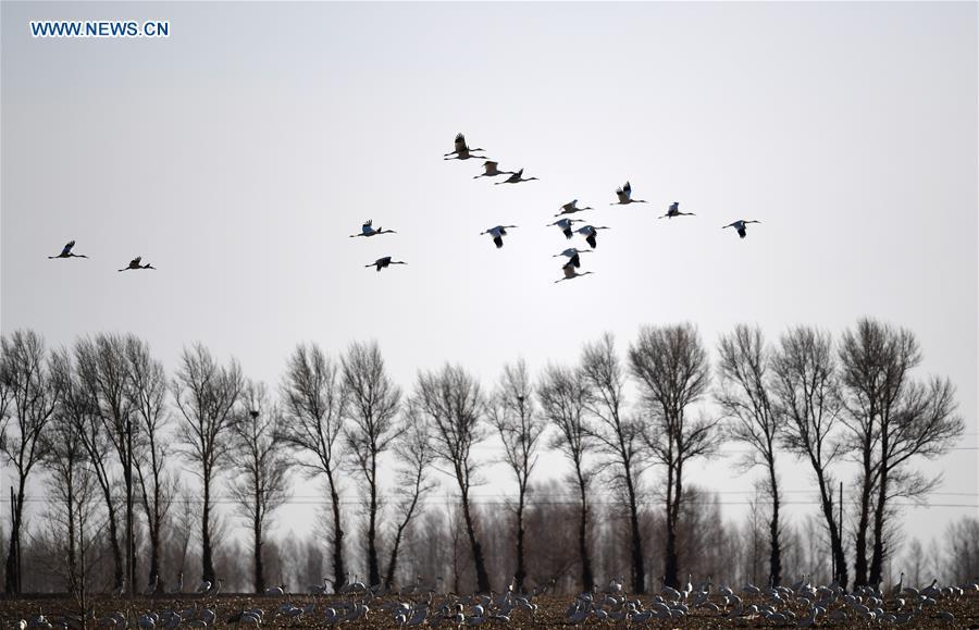 White cranes fly over the Momoge wetland in Baicheng, northeast China\'s Jilin Province, April 3, 2018. China, with a total wetland area of 53.6 million hectares, ranks first in Asia and fourth in the world, official data showed. The statistics were released by the National Forestry and Grassland Administration at the Eco Forum Global Annual Conference held in southwest China\'s Guizhou Province. China has 57 wetlands that are of international importance, 602 wetland nature reserves and 898 national wetland parks, according to the administration. In the country\'s wetland ecosystem, there are 4,220 species of plant and 2,312 species of animals, with the wetland protection rate reaching 49 percent, the statistics showed.(Xinhua/Lin Hong)