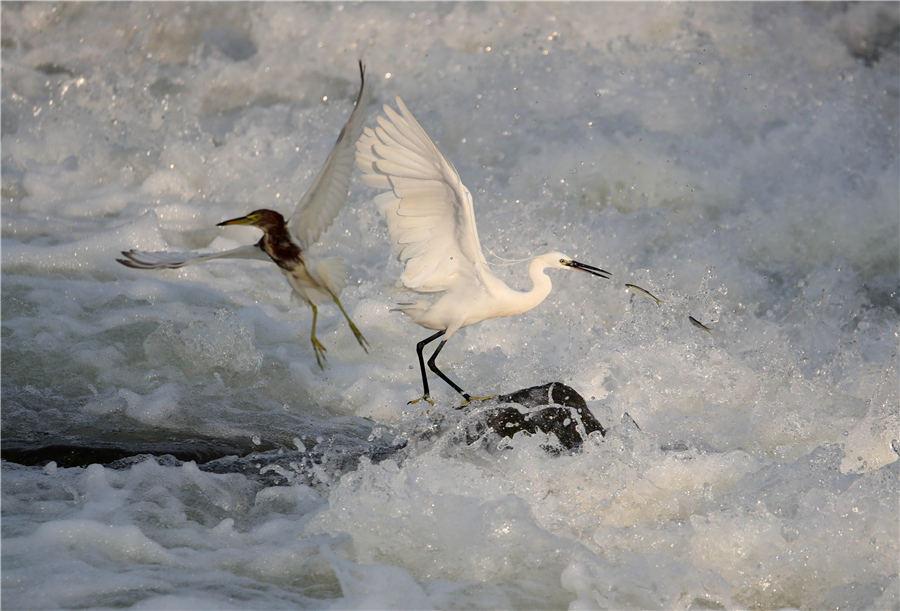 An egret catches fish among the rapids of Xin\'an River in East China\'s Anhui Province, on July 8, 2018. (Photo/Asianewsphoto)