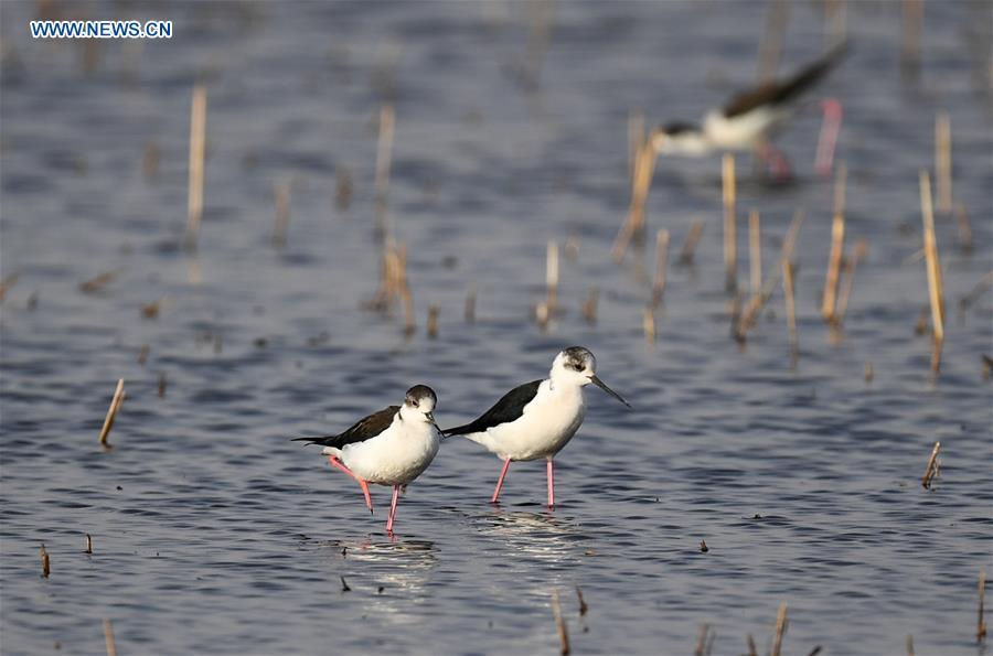 <?php echo strip_tags(addslashes(Photo taken on April 24, 2018 shows black-winged stilts at the Hasuhai wetland in Hohhot, north China's Inner Mongolia Autonomous Region. China, with a total wetland area of 53.6 million hectares, ranks first in Asia and fourth in the world, official data showed. The statistics were released by the National Forestry and Grassland Administration at the Eco Forum Global Annual Conference held in southwest China's Guizhou Province. China has 57 wetlands that are of international importance, 602 wetland nature reserves and 898 national wetland parks, according to the administration. In the country's wetland ecosystem, there are 4,220 species of plant and 2,312 species of animals, with the wetland protection rate reaching 49 percent, the statistics showed. (Xinhua/Peng Yuan))) ?>