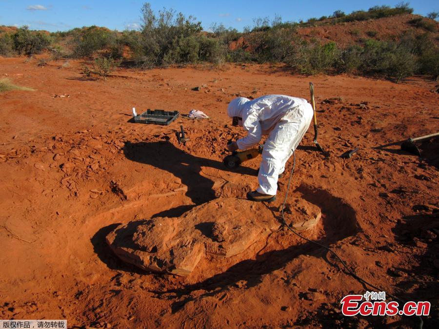 Photo released on July 9, 2018 shows an investigator works on the extraction of the remains of a giant dinosaur -- \