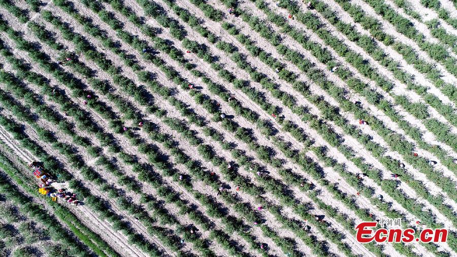 An aerial view shows the field of goji berries, also known as wolfberries, in Linze County, Zhangye City, Guansu Province, July 9, 2018, as the harvest season begins. (Photo: China News Service/Zhang Yuan)