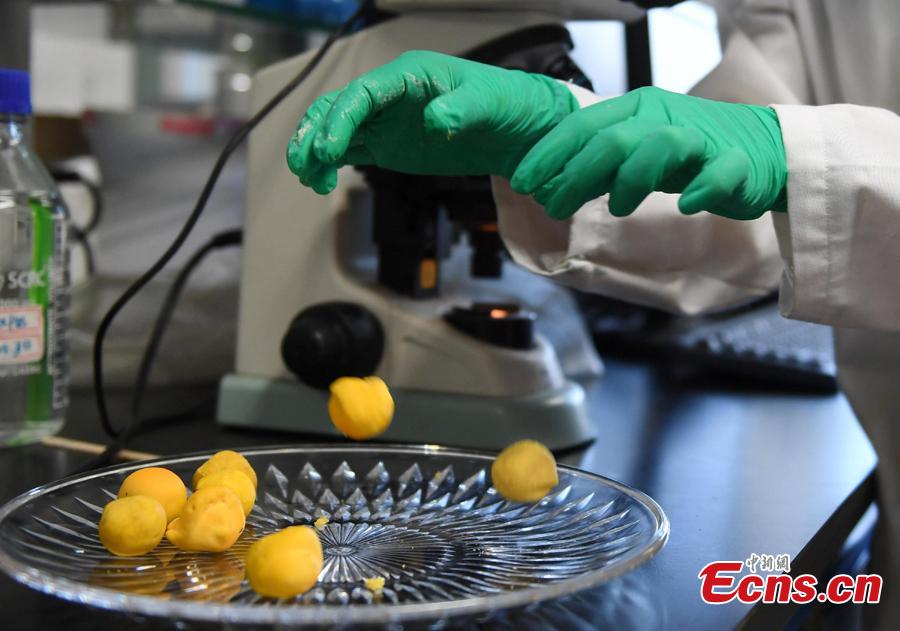 A researcher conducts an experiment to compare eggs in order to check on rumors about food safety in Hangzhou City, East China’s Zhejiang Province, July 10, 2018. Zhejiang University and Hangzhou City Market Supervision Bureau launched the test to inform the public about rumors such as using plasticizing agents in noodles, fake bouncing eggs and use of contraceptive pills in rice field eel farming. (Photo: China News Service/Wang Gang)