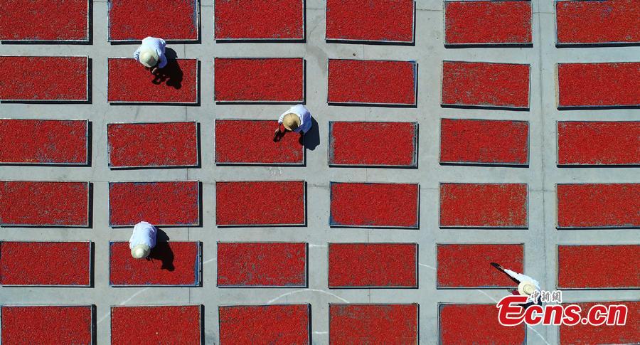 Workers air goji berries, also known as wolfberries, in Linze County, Zhangye City, Guansu Province, July 9, 2018, as the harvest season begins. (Photo: China News Service/Zhang Yuan)
