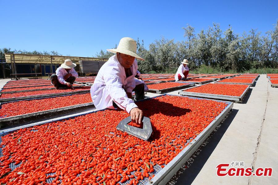 Workers air goji berries, also known as wolfberries, in Linze County, Zhangye City, Guansu Province, July 9, 2018, as the harvest season begins. (Photo: China News Service/Zhang Yuan)