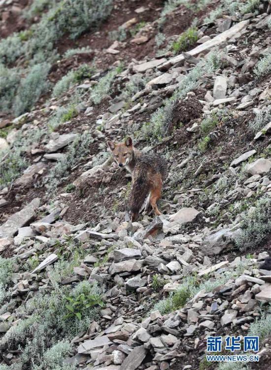 A Chinese expedition team has captured clear images of what observers believe is a Golden Jackal. The Golden Jackal is a fox-like animal thought to be living in the southern Himalayan Mountain Range in the south of Tibet. (Photo/Xinhua)