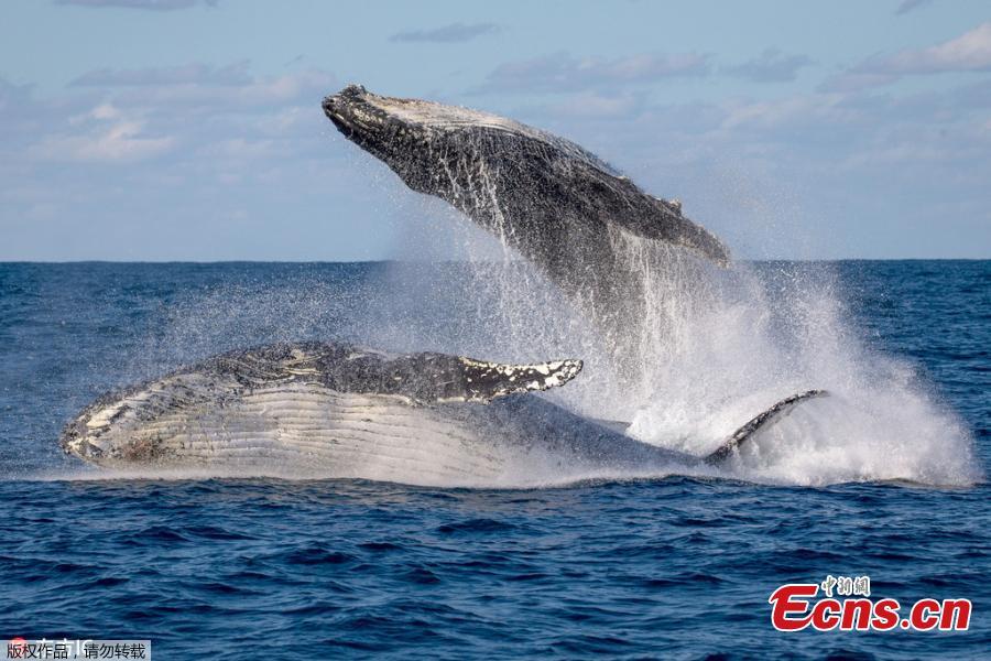 Wildlife photographer John Goodridge has captured the breathtaking moment two mammoth 40-tonne humpback whales leapt out of the water in an incredible display of \
