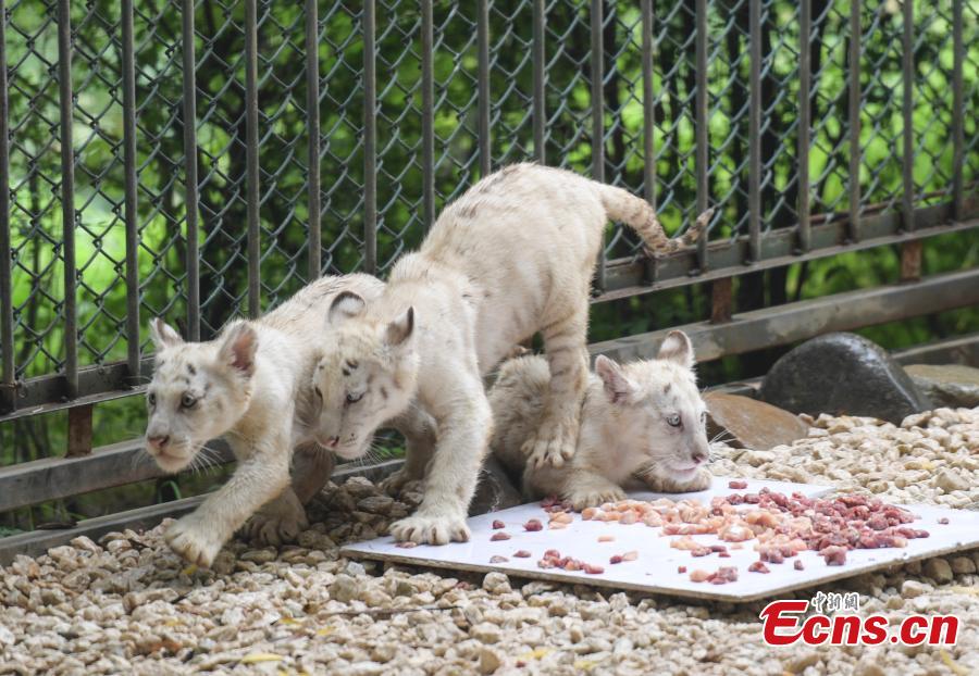A party is held to celebrate 100 days since the birth of rare White Bengal tiger quintuplets at Wild World in Jinan City, East China’s Shandong Province, July 10, 2018. (Photo: China News Service/Zhang Yong)