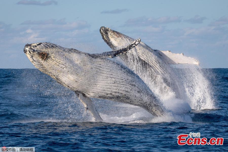 Wildlife photographer John Goodridge has captured the breathtaking moment two mammoth 40-tonne humpback whales leapt out of the water in an incredible display of \
