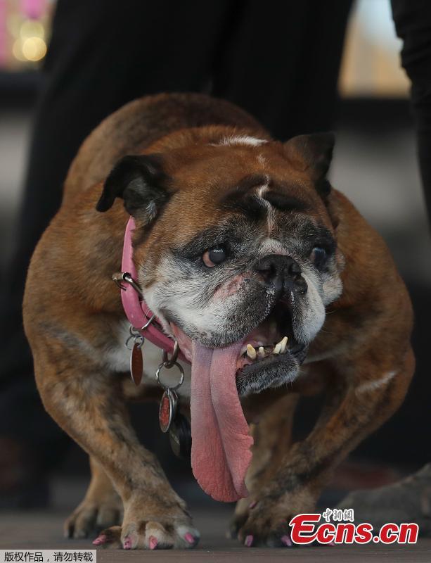 Zsa Zsa, an English Bulldog, takes the stage during The World\'s Ugliest Dog Competition in Petaluma, north of San Francisco, June 23, 2018. Less than three weeks after winning the crown of “World\'s Ugliest Dog,” Zsa Zsa, the English bulldog, has died at the age of 9, adducing to the dog’s owner Megan Brainard of Minnesota.(Photo/Agencies)