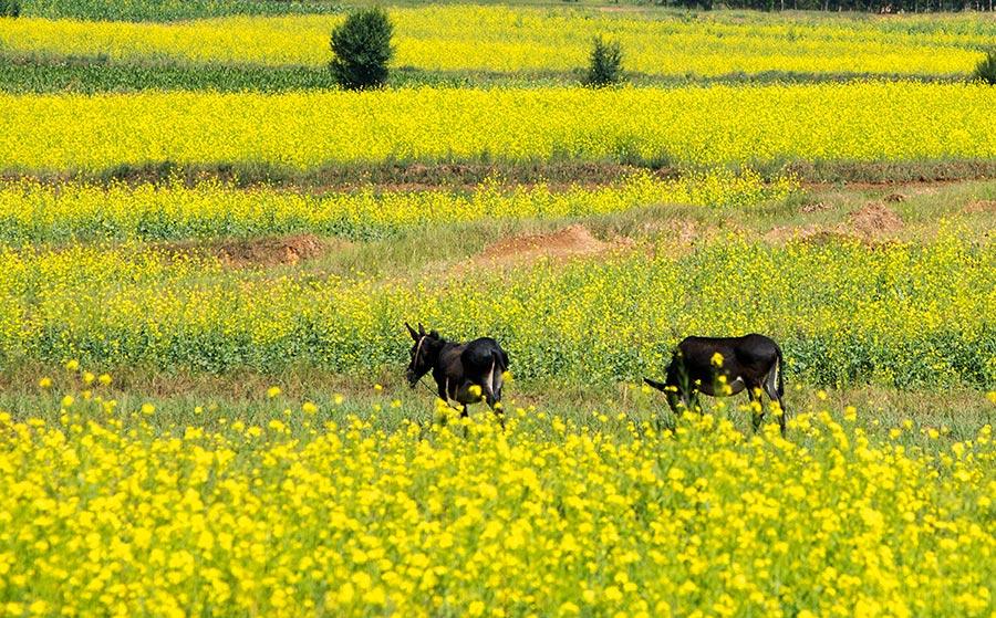 Cole flowers flourish at the feet of volcanoes in Datong, North China\'s Shanxi Province. The sea of cole flowers and the volcanoes add radiance and beauty to one another. (Photo/China Daily)