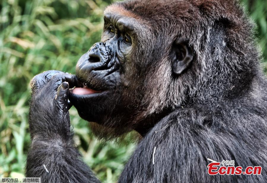 <?php echo strip_tags(addslashes(A female western lowland gorilla named Ndjia takes a morning ice treat during her debut at the Los Angeles Zoo on Thursday, July 12, 2018. She was brought from the San Diego Zoo on May 9 to be paired with the Los Angeles Zoo's male silverback gorilla, Kelly, under a program that breeds western lowland gorillas, a species considered critically endangered in the wild. (Photo/Agencies))) ?>