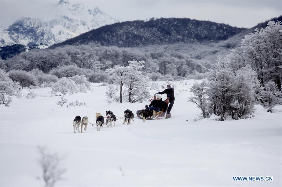 Tourists travel in a sledge pulled by dogs in the hatchery \
