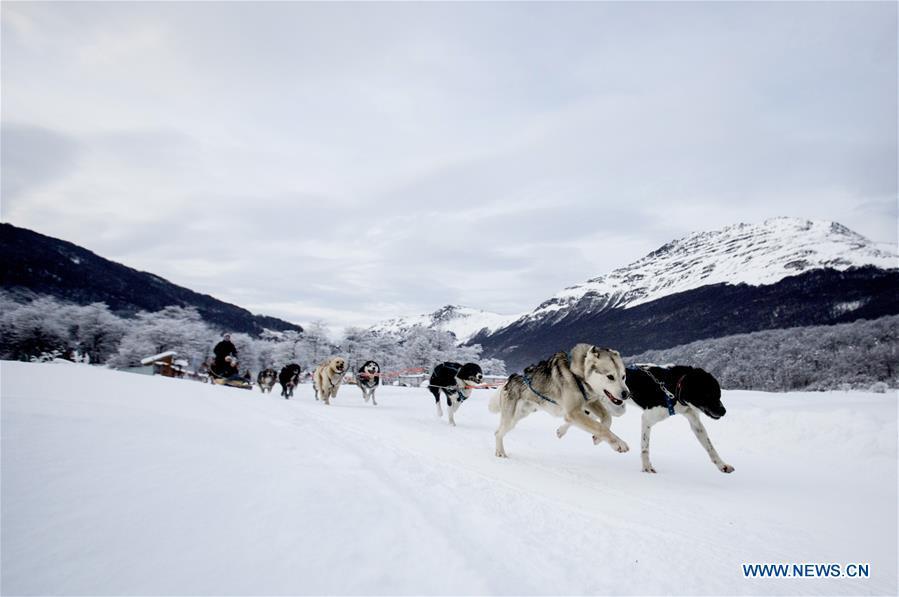 Tourists travel in a sledge pulled by dogs in the hatchery \