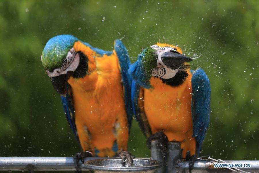 Two parrots take a shower to cool off at a zoo in Zhuquan Village of Linyi City, east China\'s Shandong Province, July 13, 2018. Zoo authorities have taken measures to keep the animals cool in the summer around China. (Xinhua/Wang Yanbing)