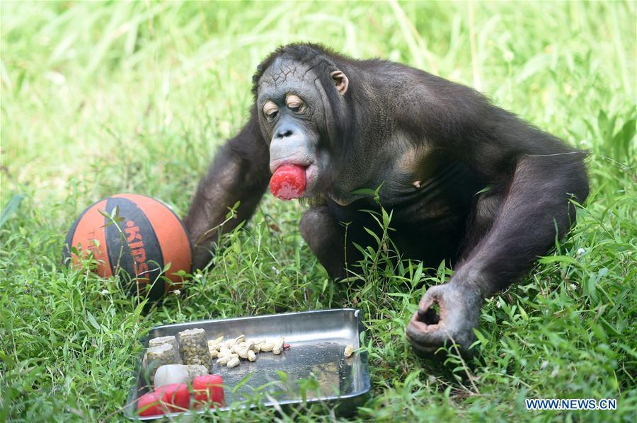 <?php echo strip_tags(addslashes(A chimpanzee feeds on a piece of frozen watermelon to cool off from summer heat waves at Chongqing Zoo in southwest China's Chongqing, July 13, 2018. (Xinhua/Tang Yi))) ?>